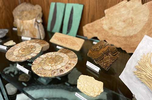 Display case showing fossils