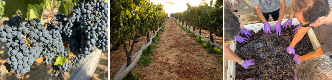 Viticulture & Winery Technology